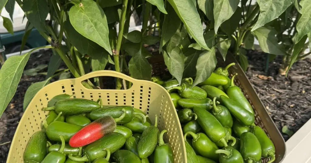 How to Grow Jalapeño Peppers From Seeds: A Step-by-Step Guide
