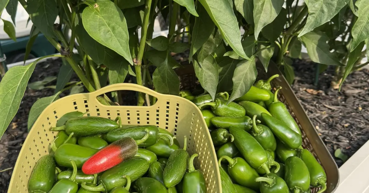 How to Grow Jalapeño Peppers From Seeds: A Step-by-Step Guide