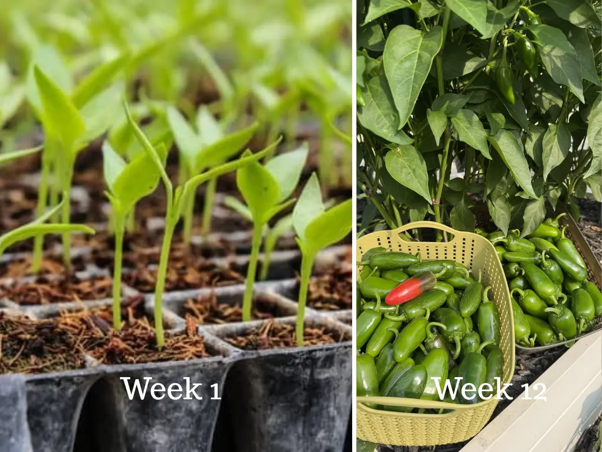 How to Grow Jalapeño Peppers From Seeds: A Step-by-Step Guide