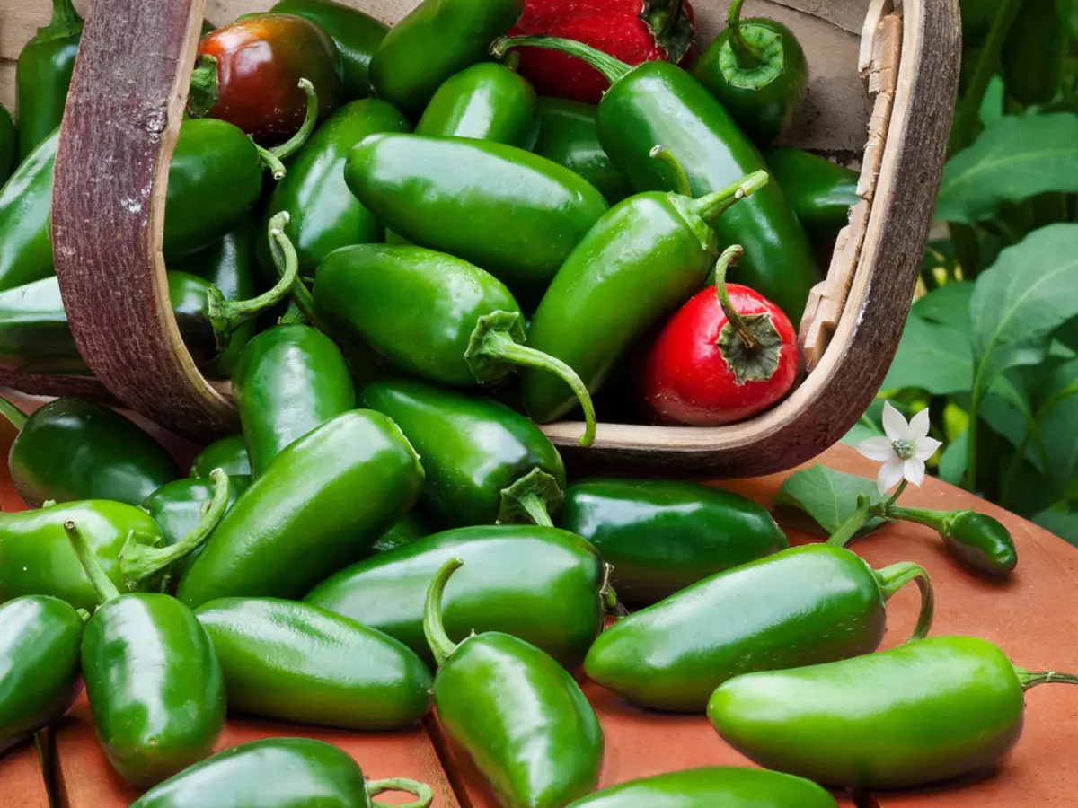 Top 12 Best Types of Peppers to Grow in Your Garden: Easy and High Yield