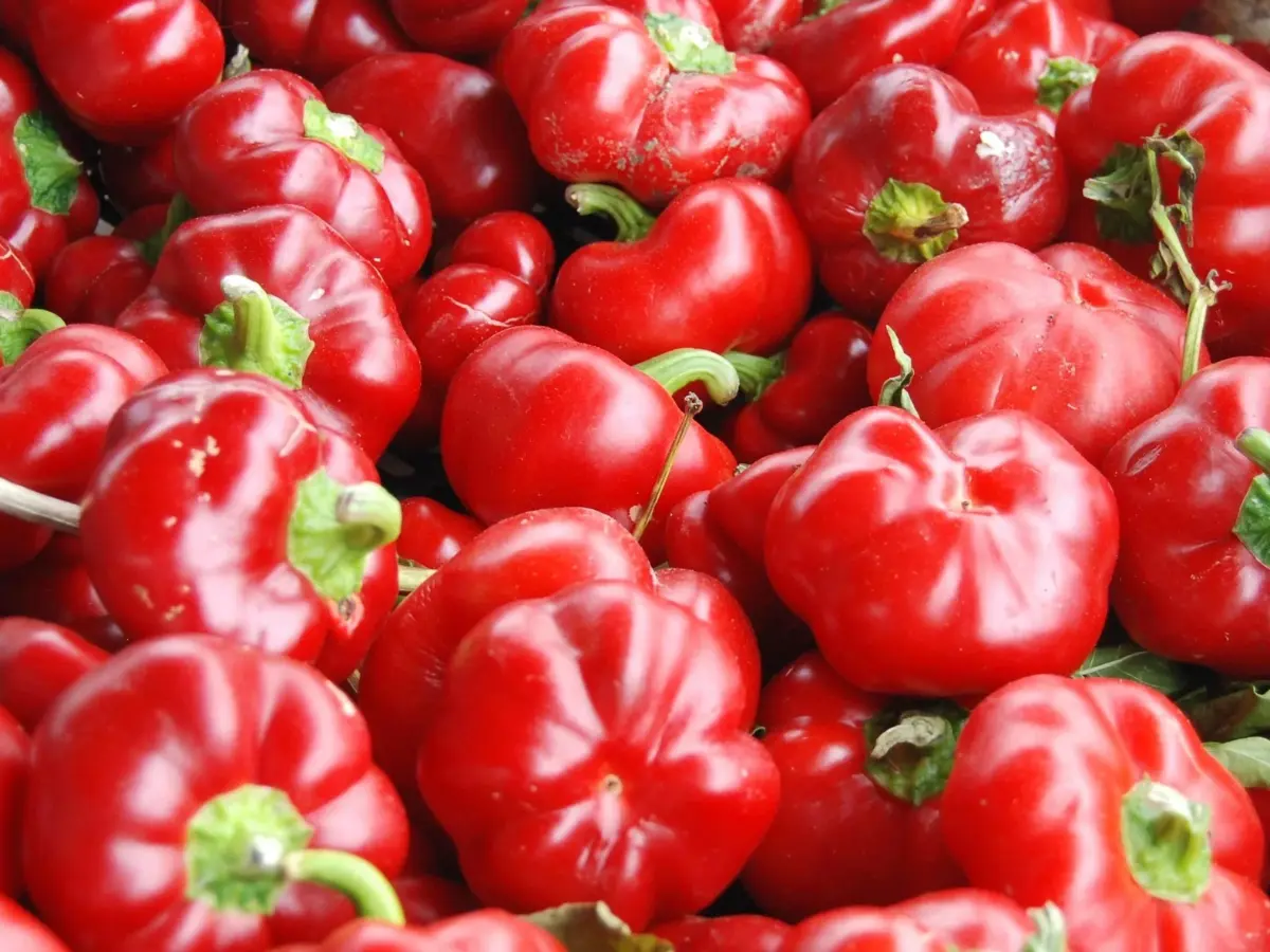 Top 12 Best Types of Peppers to Grow in Your Garden: Easy and High Yield