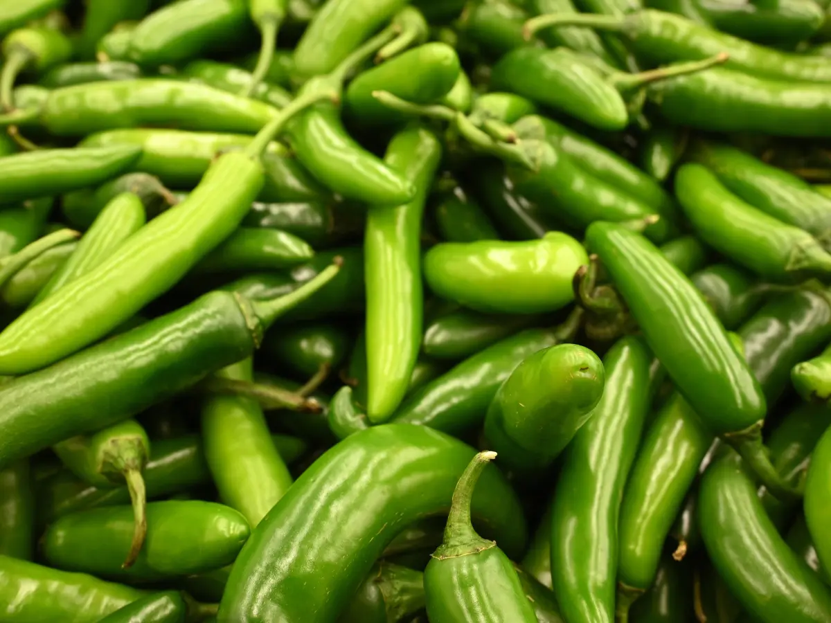 Top 12 Best Types of Peppers to Grow in Your Garden: Easy and High Yield