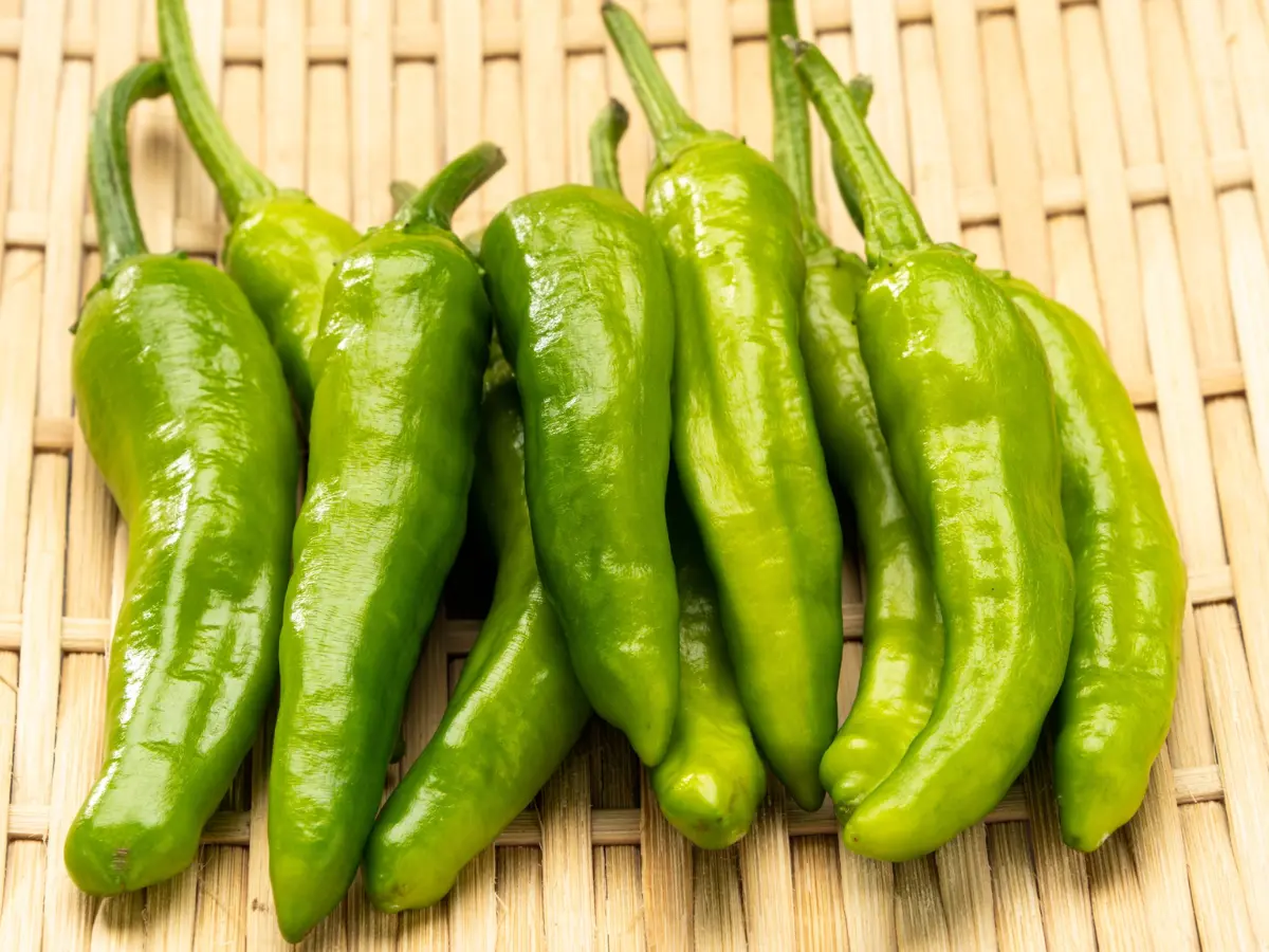 Top 12 Best Types of Peppers to Grow in Your Garden: Easy and High Yield