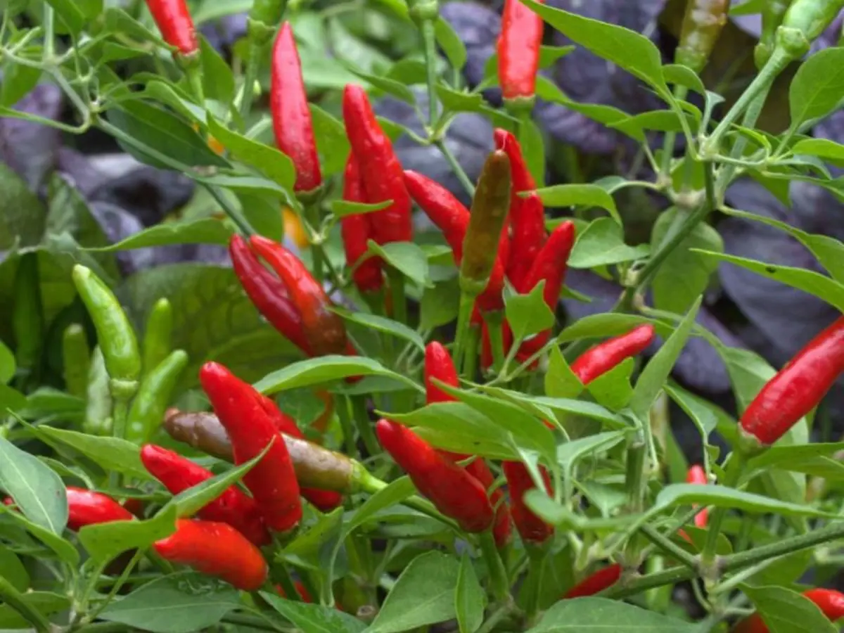 Top 12 Best Types of Peppers to Grow in Your Garden: Easy and High Yield
