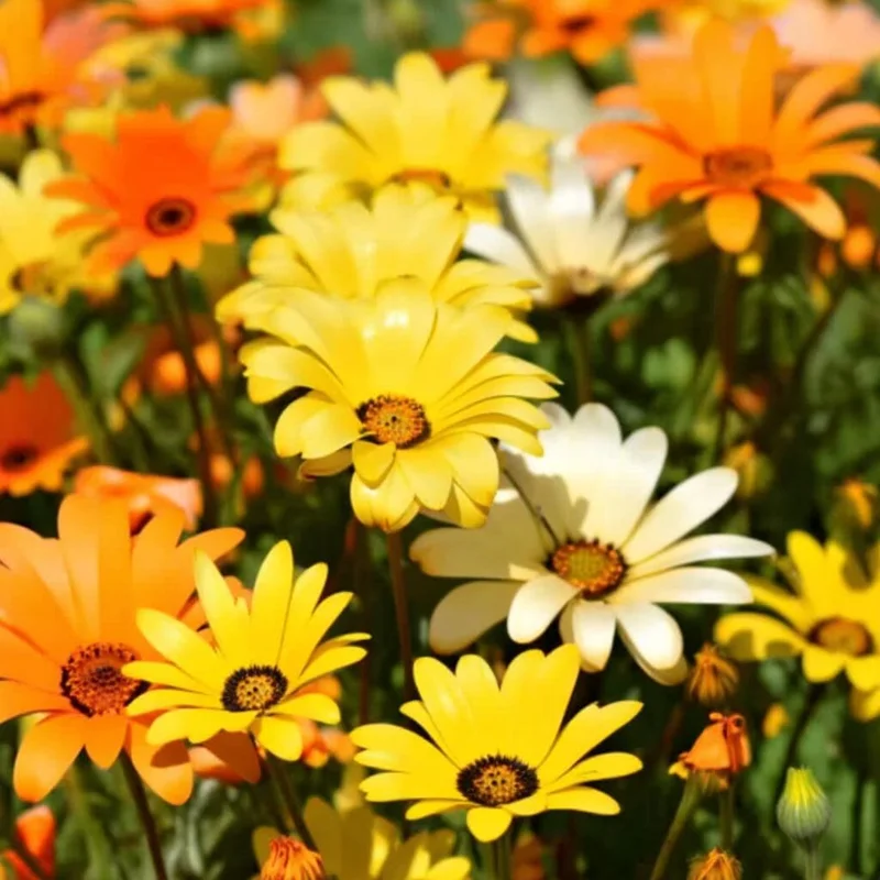 African Daisy Seeds – 200 Dimorphotheca Sinuata Seeds – Bright Blooms for Pollinator Gardens - Image 1