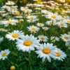 Alaska Shasta Daisy Seeds - 100 Count - Classic White Perennial Blooms - Image 1