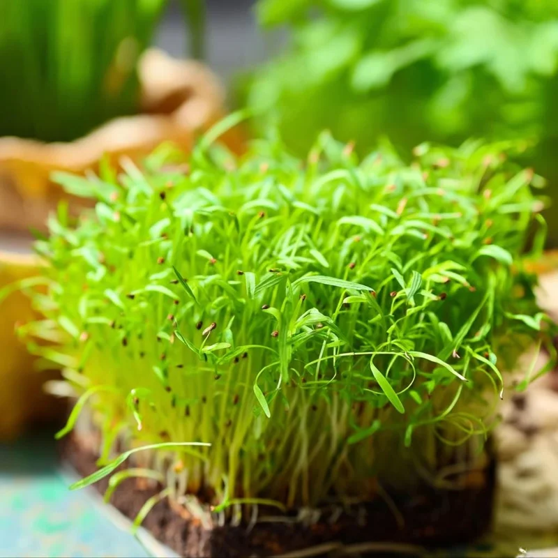 Alfalfa Organic Microgreen Seeds 1 oz Pack - Nutritious, Fast-Growing Greens - Image 2