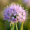 Allium stellatum Seeds - Prairie Onion Seeds - 100 Seeds - Lavender-Purple Blooms - Image 1