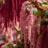 Amaranth Coral Fountain Seeds - 100 Count, Light Pink Trailing Ornamental Flowers - Image 1