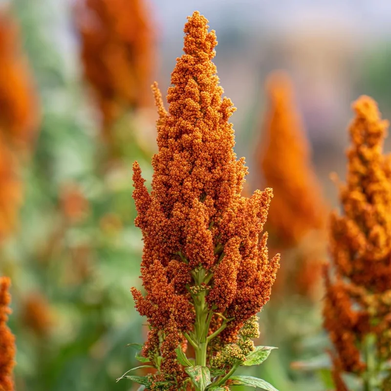 Amaranthus Hot Biscuits Seeds - 100 Seeds, Burnt Orange, Cut Flowers - Image 2