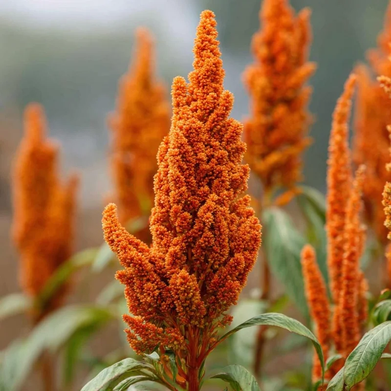 Amaranthus Hot Biscuits Seeds - 100 Seeds, Burnt Orange, Cut Flowers - Image 1