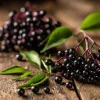 American Black Elderberry Seeds - 50 Heirloom Sambucus Canadensis for Gardens - Image 1
