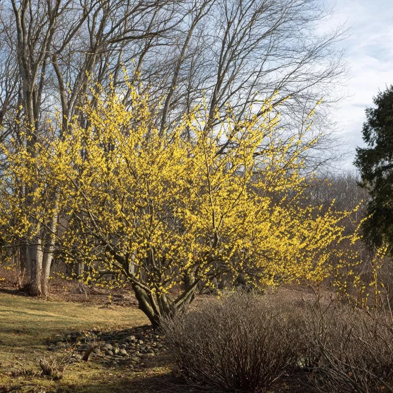 American Witch Hazel Seeds - 5 Count, Heirloom Medicinal Shrub - Image 2