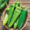 Anaheim Chili Pepper Seeds - Mild Flavor, 25 Seed Pack for Gardens - Image 1