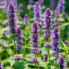 Anise Hyssop Seeds - 250 Seeds, Fragrant Purple-Blue Pollinator Flowers - Image 1
