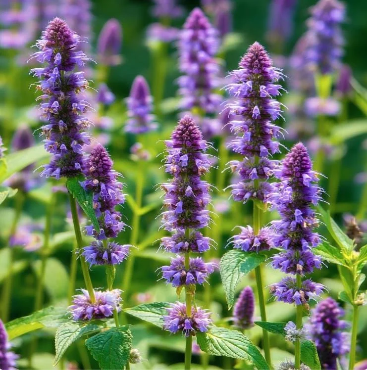 Anise Hyssop Seeds - 250 Seeds, Fragrant Purple-Blue Pollinator Flowers - Image 1