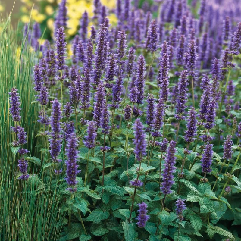 Anise Hyssop Seeds - 250 Seeds, Fragrant Purple-Blue Pollinator Flowers - Image 2