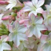 Appleblossom Jasmine Tobacco Seeds - 25 Heirloom Ornamental & Fragrant Plant Seeds - Image 1
