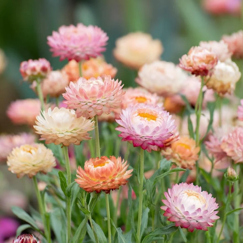 Apricot Peach Mix Organic Strawflower Seeds - 25 Seeds for Gardens & Bouquets - Image 1