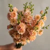 Apricot Stock Matthiola Incana Seeds - 50 Seed Pack - Fragrant Annual Flowers - Image 1
