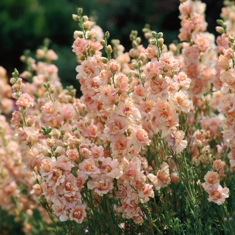 Apricot Stock Matthiola Incana Seeds - 50 Seed Pack - Fragrant Annual Flowers - Image 2