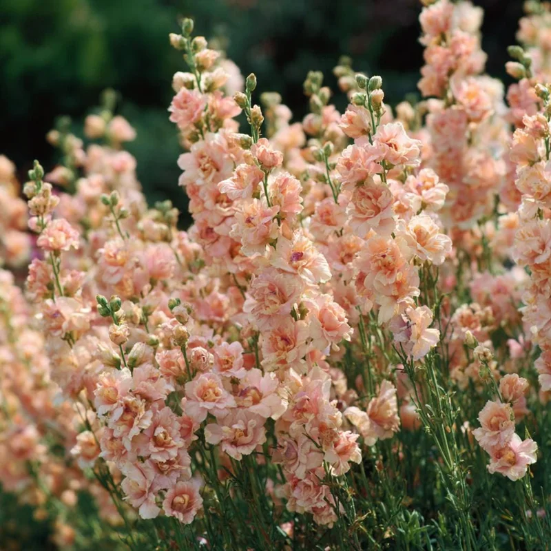 Apricot Stock Seeds - 50 Count Matthiola Incana Fragrant Blooms Annual - Image 2