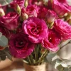 Arena III Red Lisianthus Seeds - 25 Rich Berry Rose Eustoma Grandiflorum Seeds - Image 1