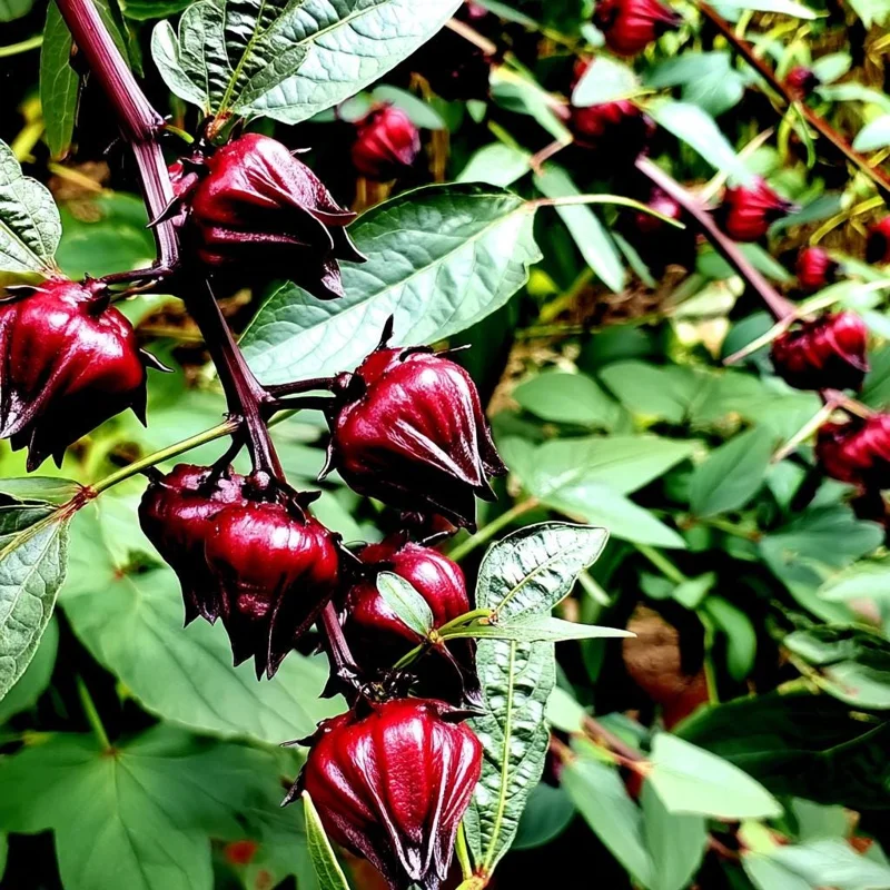 Asian Sour Leaf Roselle Hibiscus Seeds – 20 Seeds – Heat-Tolerant Edible - Image 2