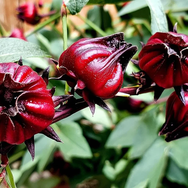 Asian Sour Leaf Roselle Hibiscus Seeds – 20 Seeds – Heat-Tolerant Edible - Image 4