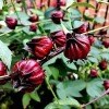 Asian Sour Leaf Roselle Hibiscus Seeds – 20 Seeds – Heat-Tolerant Edible - Image 1