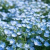 Baby Blue Eyes Flower Seeds – Nemophila Menziesii – 200 Seeds – Delicate Sky-Blue Annual - Image 1