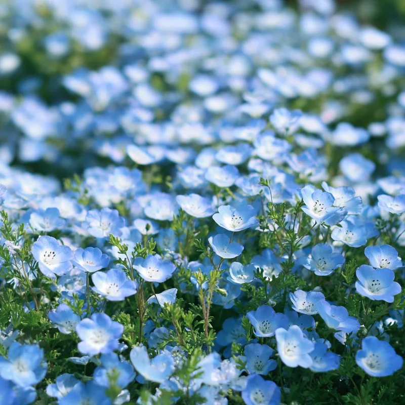 Baby Blue Eyes Flower Seeds – Nemophila Menziesii – 200 Seeds – Delicate Sky-Blue Annual - Image 1