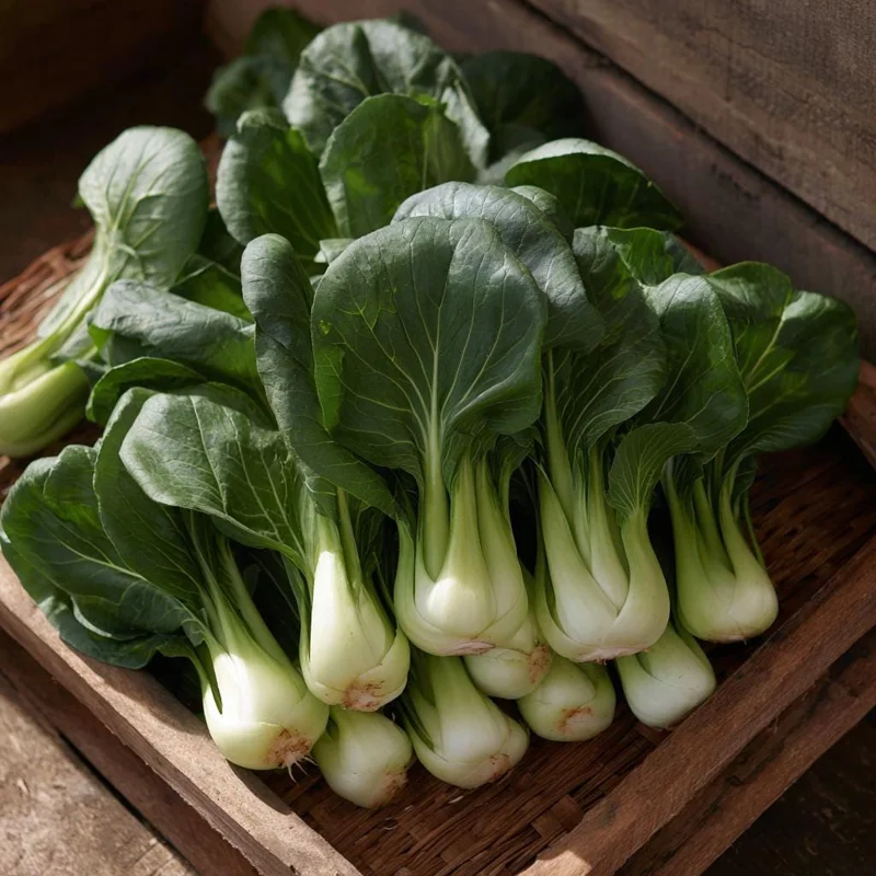 Baby Shanghai Pak Choi Cabbage Seeds - 150 Count - Fast Growing Asian Greens - Image 2