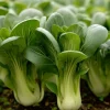 Baby Shanghai Pak Choi Cabbage Seeds - 150 Count - Fast Growing Asian Greens - Image 1