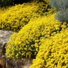 Basket of Gold Flower Seeds - 100 Heirloom Alyssum Saxatile Seeds - Bright Yellow Perennial Blooms for Outdoor Gardens - Image 1