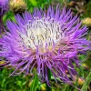Basketflower Seeds 100 Count - Heirloom Centaurea americana Wildflower for Gardens & Cut Flowers - Image 1