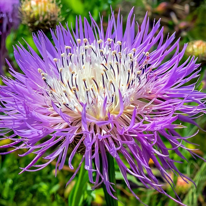 Basketflower Seeds 100 Count - Heirloom Centaurea americana Wildflower for Gardens & Cut Flowers - Image 1