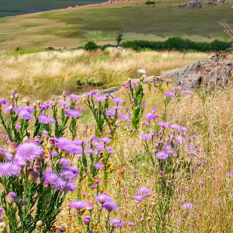 Basketflower Seeds 100 Count - Heirloom Centaurea americana Wildflower for Gardens & Cut Flowers - Image 2