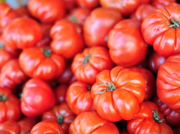 Beefsteak Tomato Live Plant - 6 to 8 Inch Tall, 4 Inch Pot - Garden Ready - Image 2