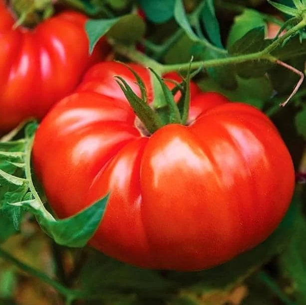 Beefsteak Tomato Live Plant - 6 to 8 Inch Tall, 4 Inch Pot - Garden Ready - Image 1