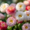 Bellis English Daisy Seeds - 200 Count - Pink, White & Red Flower Mix - Cottage Garden Blooms - Image 1