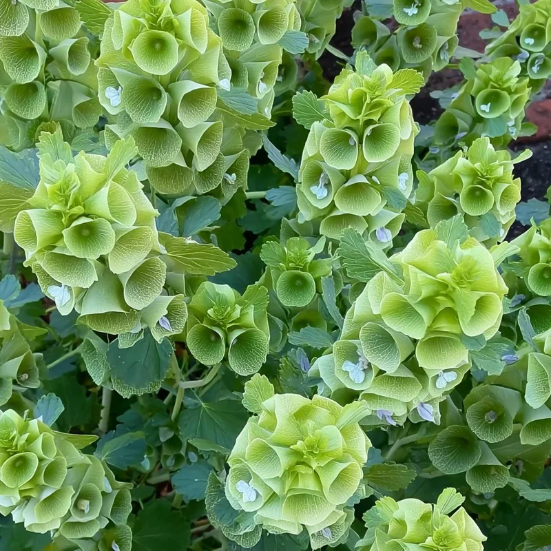 Bells of Ireland Seeds – Moluccella Laevis – 50 Seed Pack – Ornamental Garden Plant - Image 2