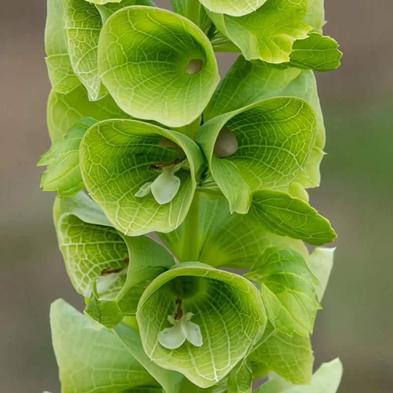 Bells of Ireland Seeds – Moluccella Laevis – 50 Seed Pack – Ornamental Garden Plant - Image 1