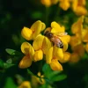 Bird's Foot Trefoil Seeds - 200 Count - Lotus corniculatus - Pollinator Groundcover - Image 1