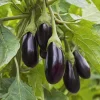 Black Beauty Eggplant Seeds - 50 Count Heirloom Vegetable Seeds - Image 1