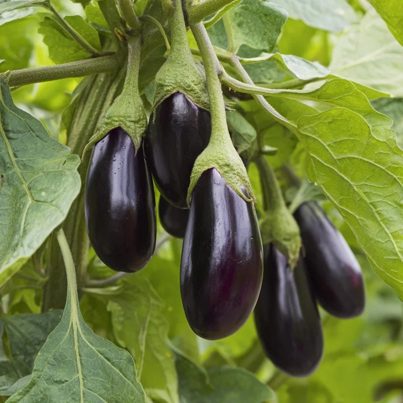 Black Beauty Eggplant Seeds - 50 Count Heirloom Vegetable Seeds - Image 1