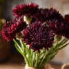 Black Cornflower Seeds - 100 Centaurea Cyanus Edible & Ornamental Blooms - Image 1