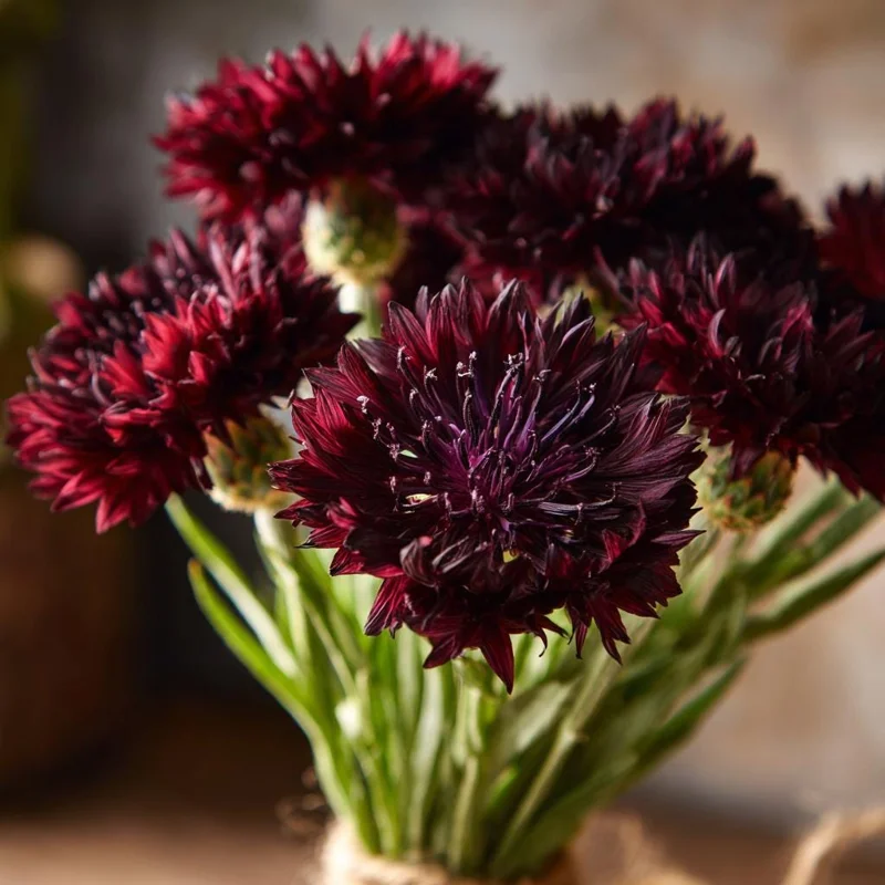 Black Cornflower Seeds - 100 Centaurea Cyanus Edible & Ornamental Blooms - Image 1