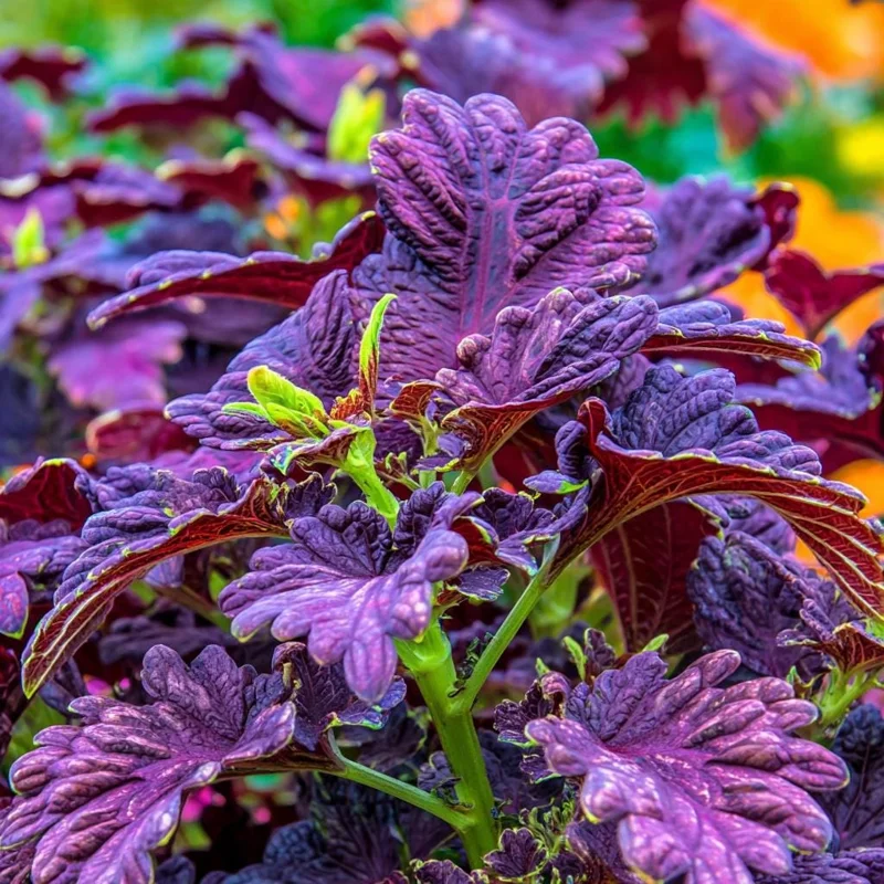 Black Dragon Coleus Seeds - 20 Count - Dramatic Dark Foliage Annual - Image 4
