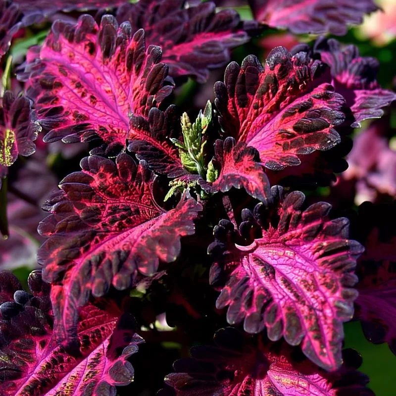 Black Dragon Coleus Seeds - 20 Count - Dramatic Dark Foliage Annual - Image 1